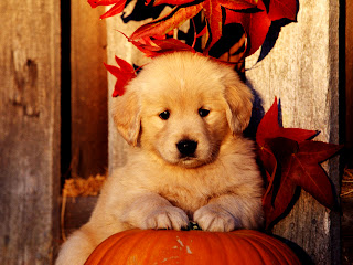 Sweet Puppy on Pumking HD Wallpaper