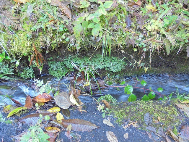 美しい水路の風景