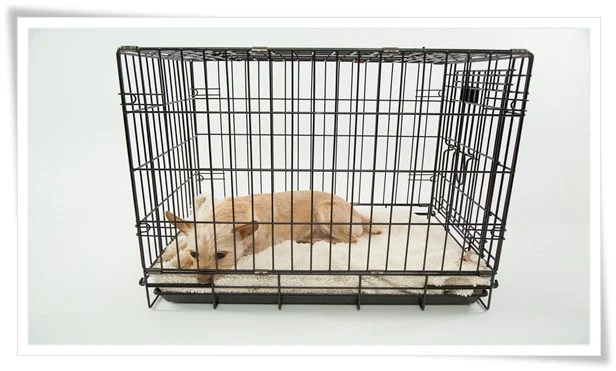 Dog crate training