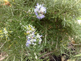 rosmaninho (Rosmarinus officinalis)