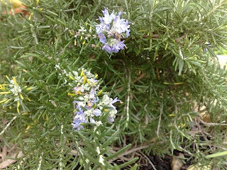 rosmaninho (Rosmarinus officinalis)