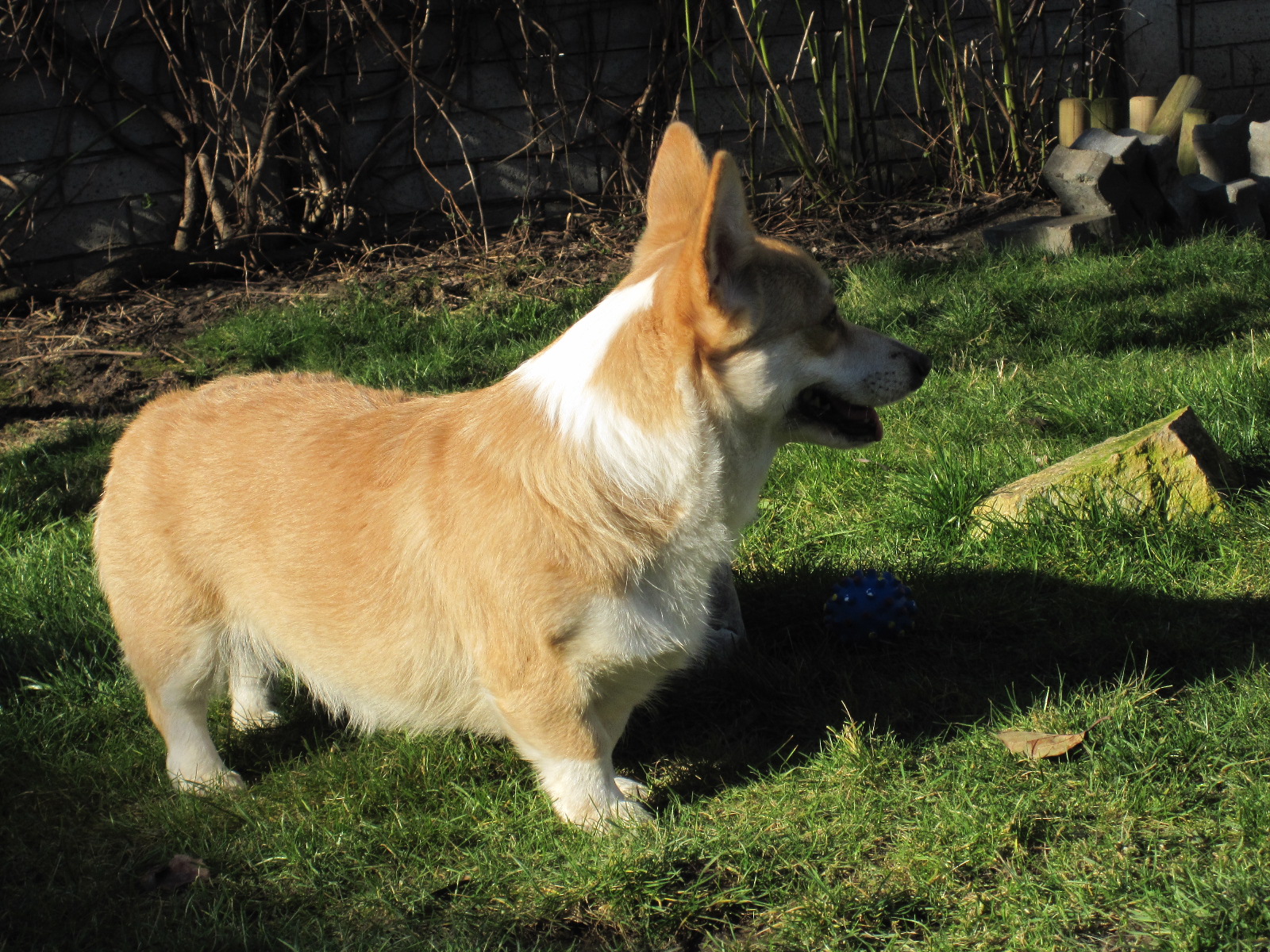 Zara Welsh Corgi Pembroke