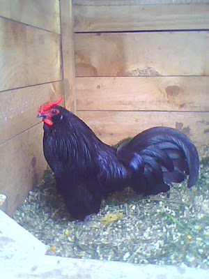 gallo negro con plumaje brillante y bien cuidado