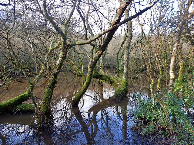 Trees in water