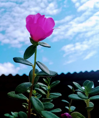 Com flores de cor branca, salmão e pink, estão as Onze-horas(Portulaca umbraticola). Essas são plantas de muito sol e pouca água.