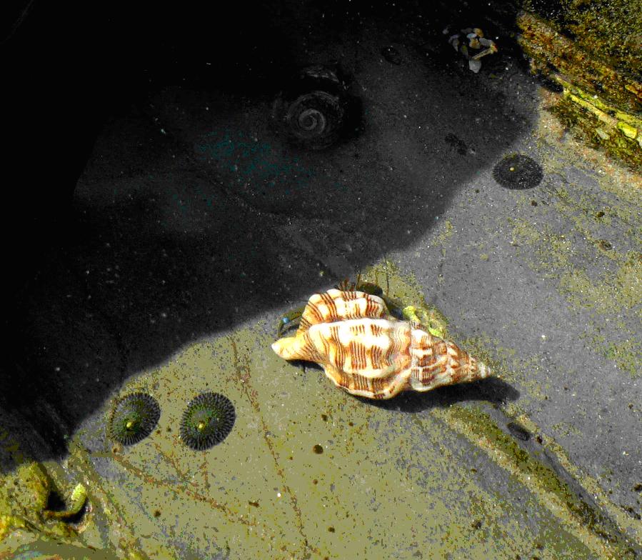 hermit crab shells. Blue Banded Hermit Crab