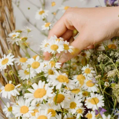 Chamomile