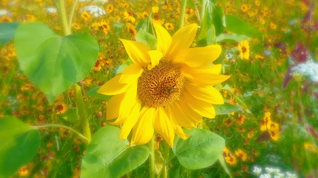 sunflower & bee