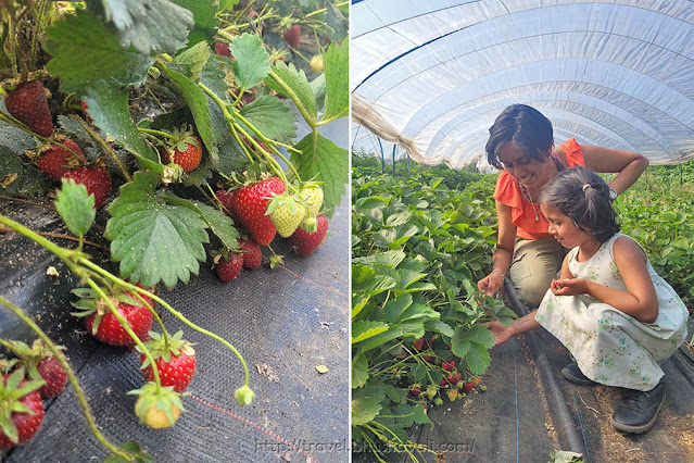 Strawberry Picking in Brussels | Ferme Framboos