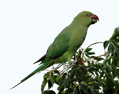 Rose-ringed Parakeet