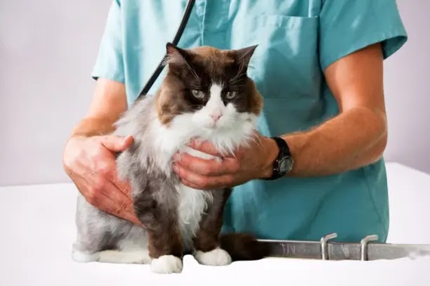 How often should a cat go to the vet