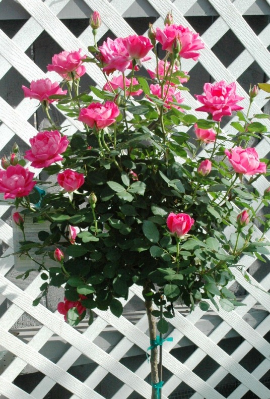 Double Knockout Roses