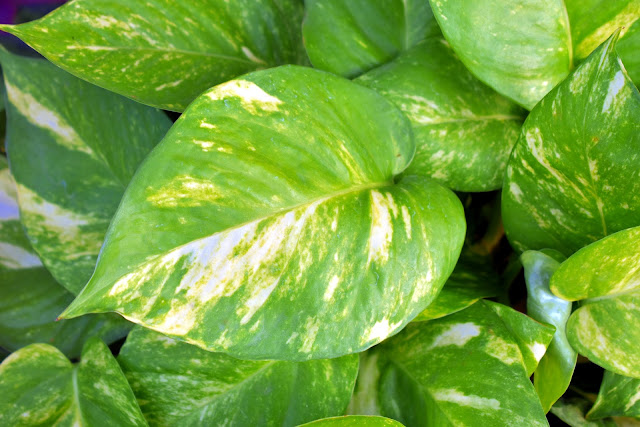 Close up photo of golden pothos foliage.