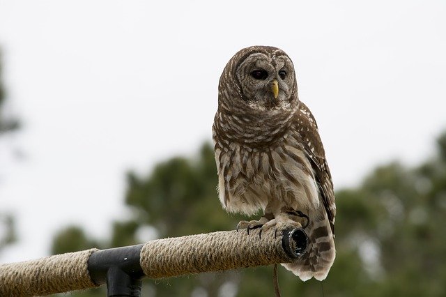 Barred Owls can be dangerous as they are among the most dangerous birds in the world.