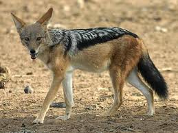 Jackal