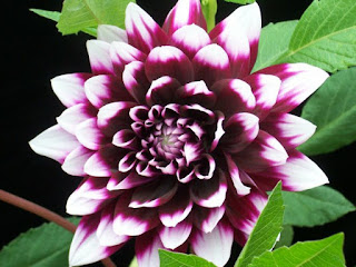 Gambar bunga dahlia