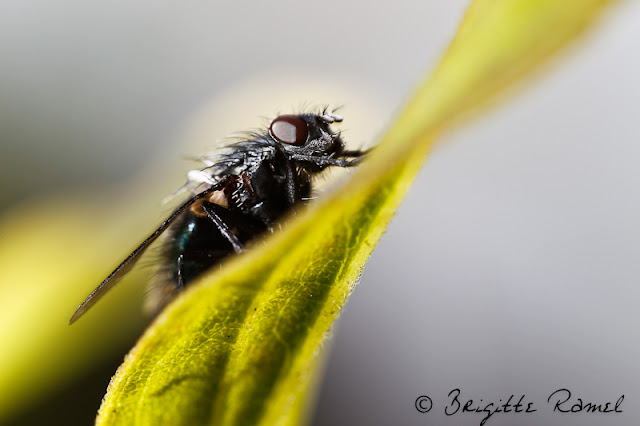 Diptère, mouche, insecte