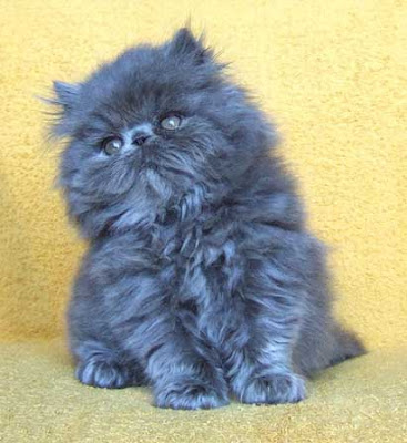 The Blue Persian Kitten