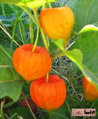 frutto Physalis alchechengi varietà franchetii (con semi) Riciclando 1
