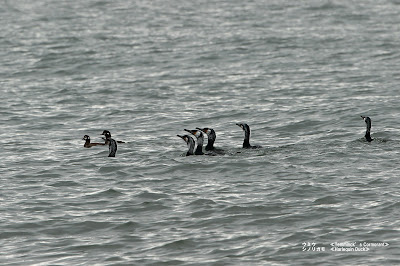 ウミウ　≪Temminck's Cormorant≫　シノリガモ　≪Harlequin Duck≫