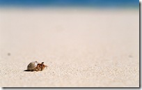 animal wallpapers (1)