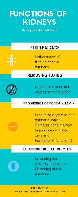 Important Function Performed by the Kidneys