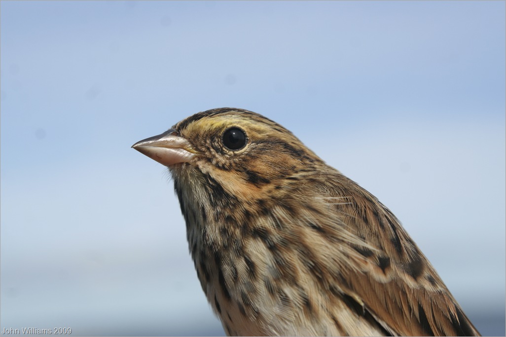Savannah Sparrow