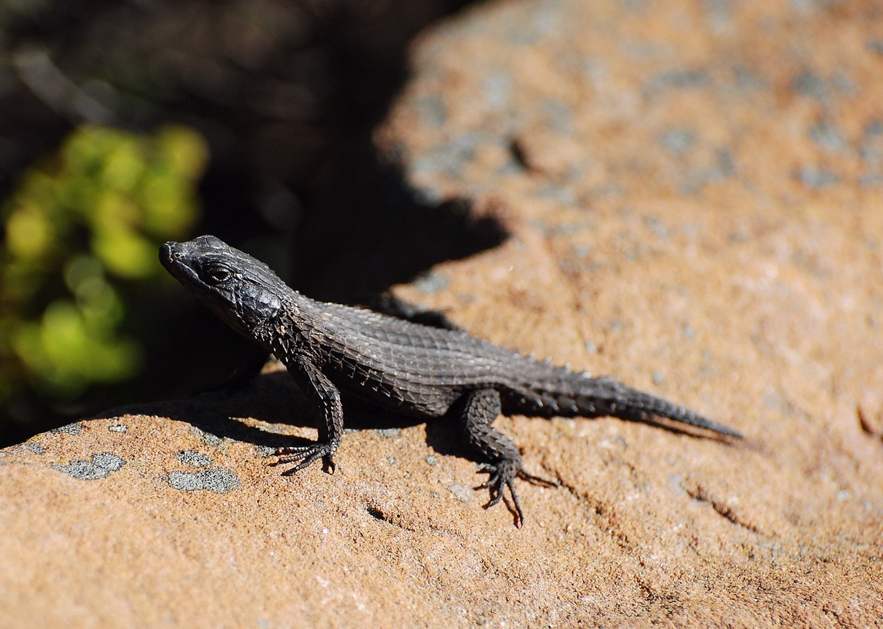 Cordylus niger