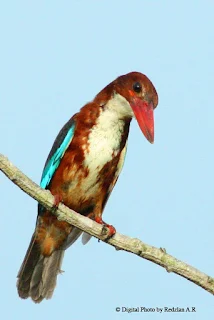 White-throated KingFisher