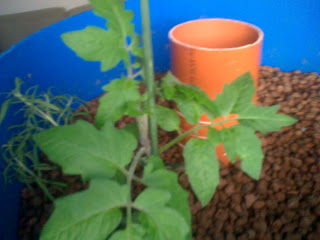 Tomato plant growing well in aquaponic expanded clay media bed 