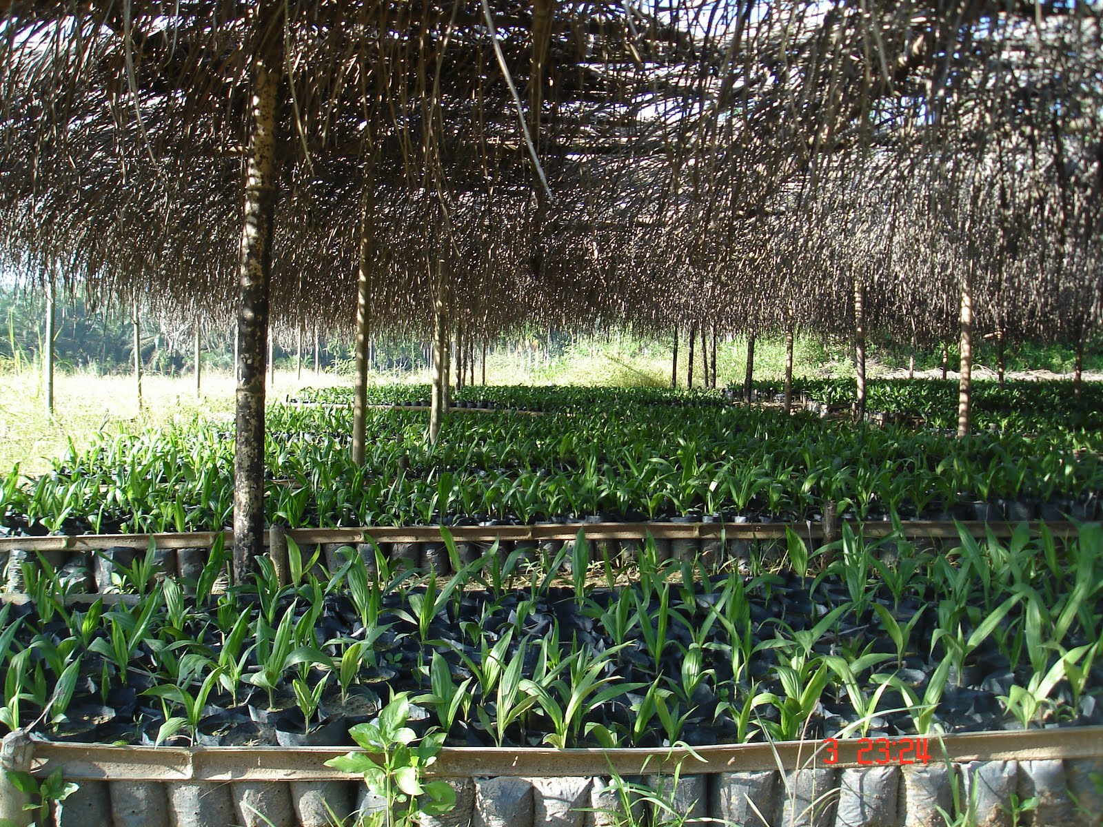 Teknik Pembibitan Kelapa Sawit - Plantation