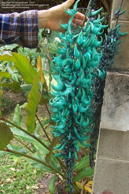 The Jade Vine