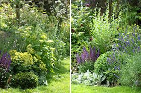 Staudesalvier, salvia nemorosa "Caradonna" og "Ostfriesmand" blandt havens øvrige stauder og buske