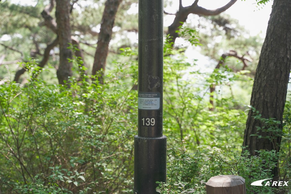 AREX: Healing Course in Seoul Namsan Pine Trees Healing ...