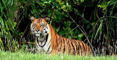 tiger sighting in Sundarban