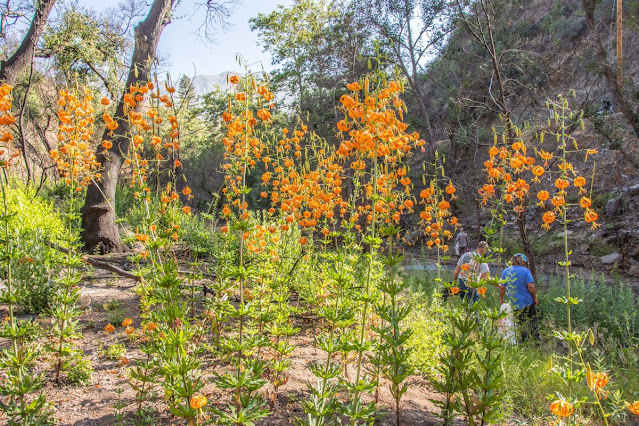 Лилия Гумбольдта (Lilium humboldtii)