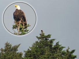 eagle-focus r