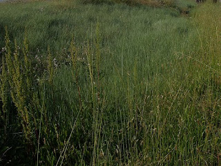 Leymus triticoides Alkali Rye Grass Picture