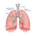 Metastatic Cancer Life Expectancy Lung