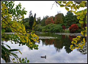Autumn reflections and a Ginkgo Biloba, National Trust Sheffield Park Garden