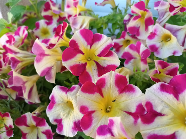 Surfinia o petunia péndula (Petunia x atkinsiana).