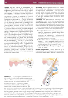 Libro de Medicina en pdf Dermatologia Fitzpatrick 