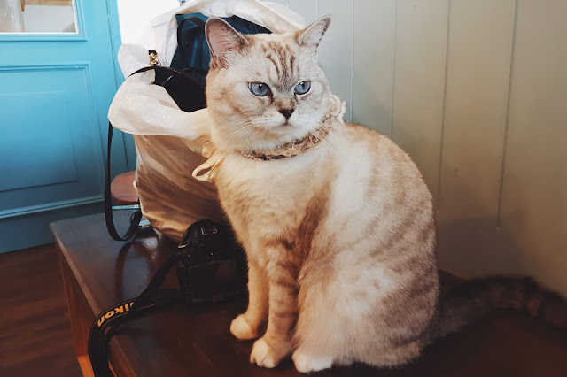 Myeongdong Cat Cafe, Myeongdong (명동)