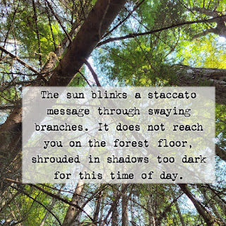 The sun blinks a staccato message through swaying branches. It does not reach you on the forest floor, shrouded in shadows too dark for this time of day.