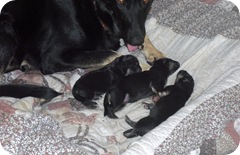 New Puppys 2010-09-25 008