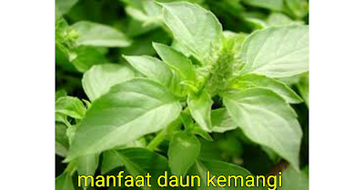 Daun kemangi