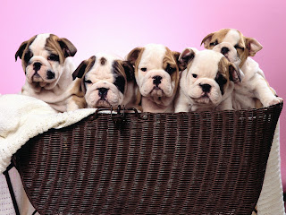 Dogs Wallpapers