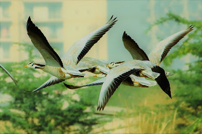 Bar-headed Geese photographed at the Basai Wetland, Gurugram by Rodrick Rajive Lal