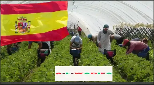 فرص العمل في القطاع الفلاحي للمغاربة في إسبانيا: الوظائف المتاحة، الشروط اللازمة، وروابط البحث والتسجيل