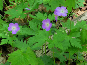 wild geranium